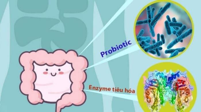 enzyme tiêu hóa và lợi khuẩn