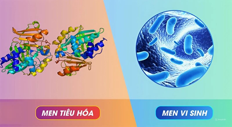 Sự khác nhau giữa men tiêu hóa và men vi sinh