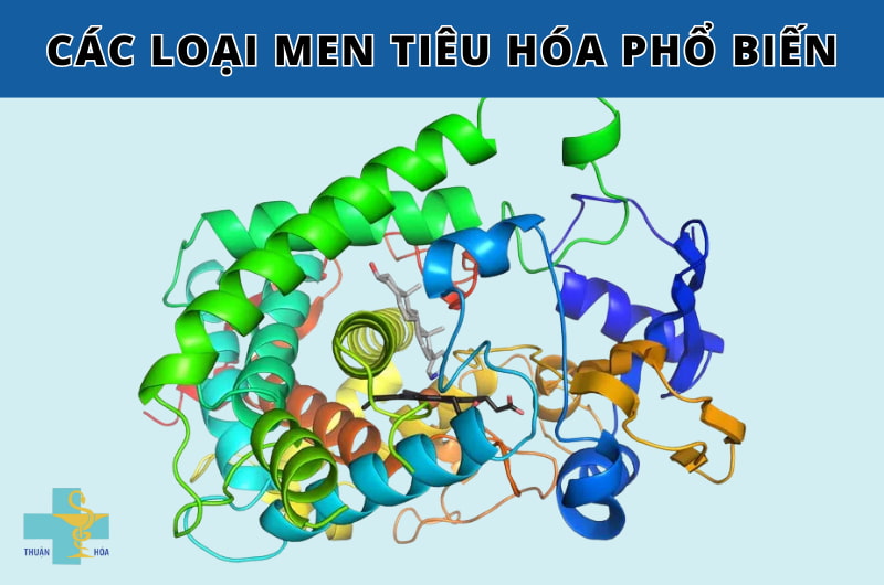 các loại men tiêu hóa