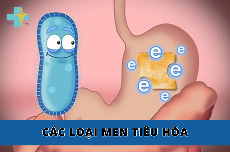 các loại men tiêu hóa phổ biến