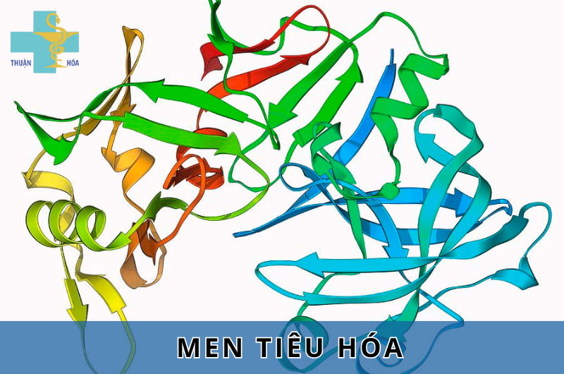 men tiêu hóa