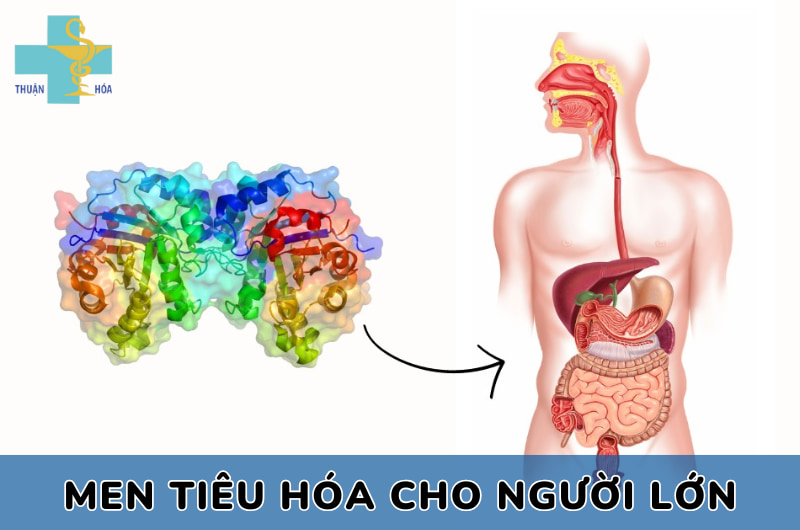 men tiêu hóa cho người lớn