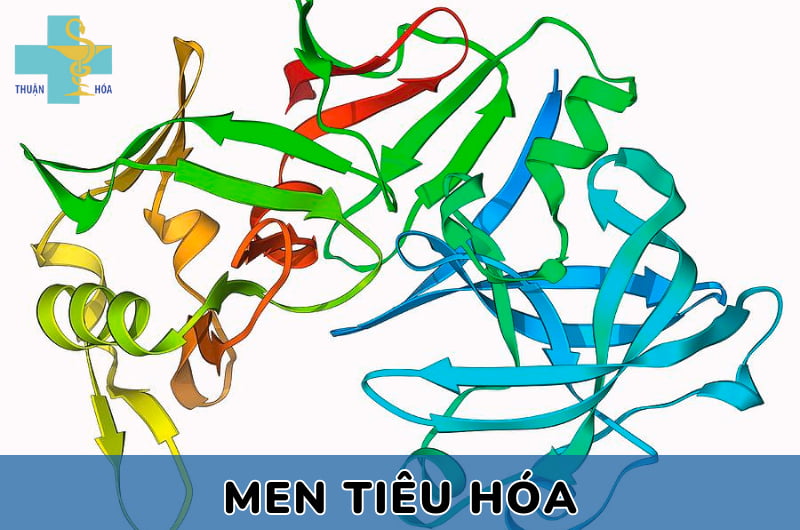 men tiêu hoá uống trước hay sau ăn