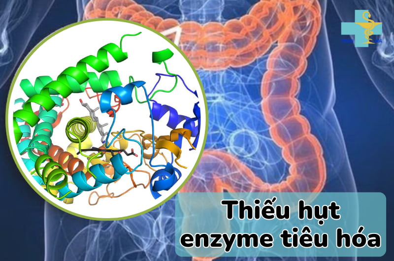 tác dụng của men tiêu hoá