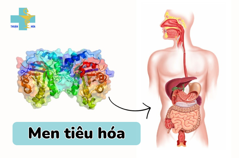 tác dụng của men tiêu hoá