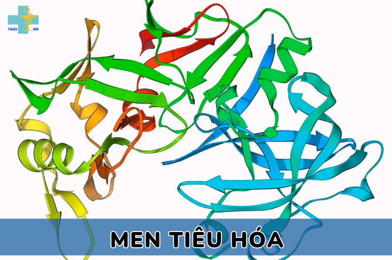 tác dụng của men tiêu hoá cho người lớn