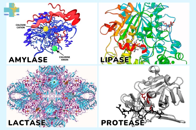 tác dụng của men tiêu hoá cho người lớn